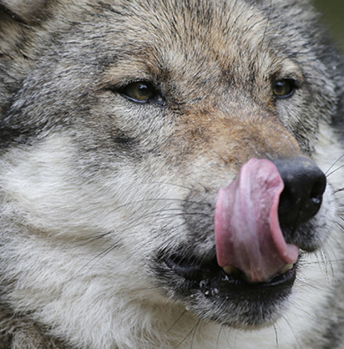 Wolfsbestände müssen reguliert werden 