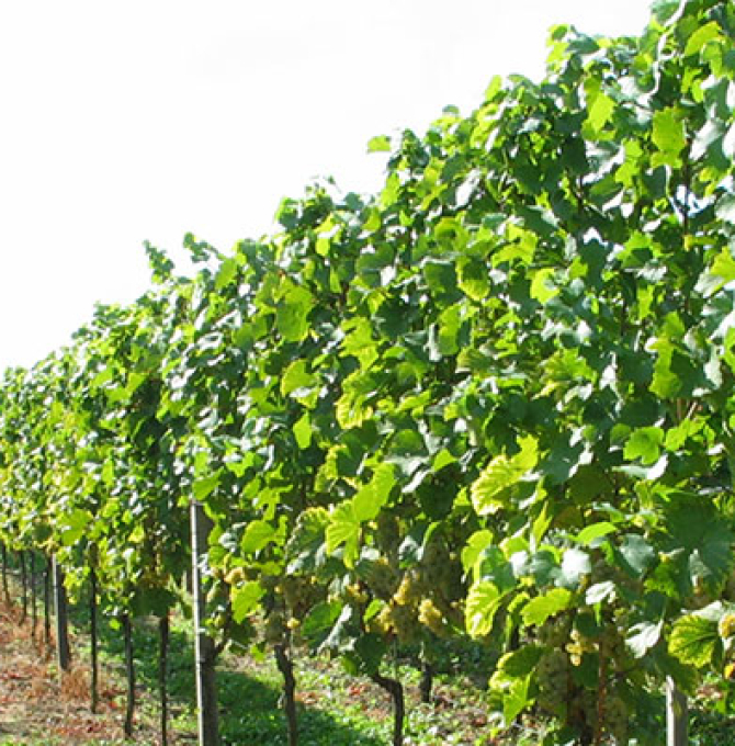 Blick zwischen 2 Reihen von Weinreben