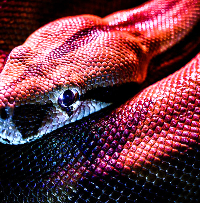 201124_Wildtiere_1000px