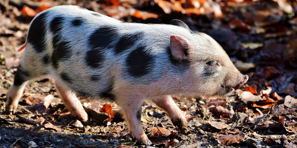 Schweinehalter in Deutschland sorgen sich um ihre Tiere 