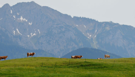 Foto von Wiese mit Tieren Foto von Wiese mit Tieren