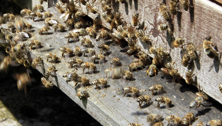 Bienen Bienen