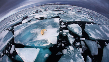 Eisbär auf Eisscholle