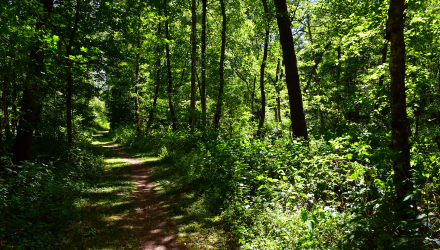 Naturschutzgebiet "Eller Forst"