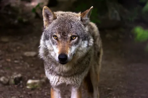 Nahaufnahme eines Wolfes von vorne