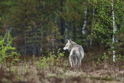 Ein Wolf steht in einem Birkenwald