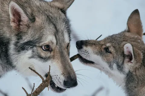 Zwei Wölfe spielen im Schnee und ziehen gemeinsam an einem Zweig: der größere Wolf links und der jüngere rechts blicken sich dabei aufmerksam an. 