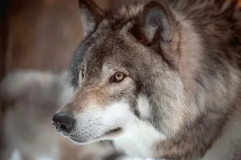 Ein Wolf mit dichtem graubraunem Fell blickt aufmerksam zur Seite; im Hintergrund ist eine winterliche, verschwommene Landschaft zu sehen.