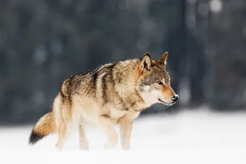wolf-michal-ninger-shutterstock_2093525977.jpg