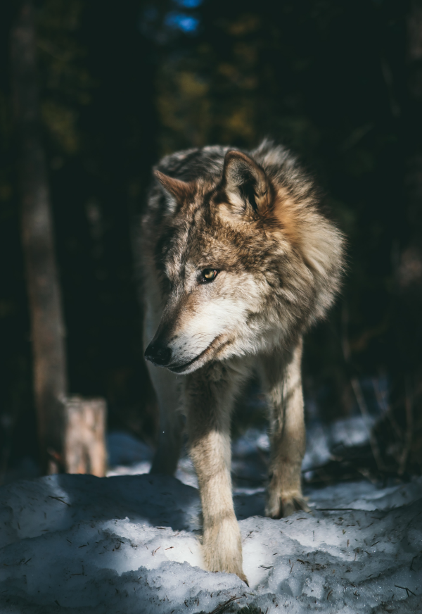 Wolf ist laut Experten keine bedrohte Art mehr CDU·CSU Fraktion