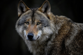 Nahaufnahme eines Wolfes von vorne 