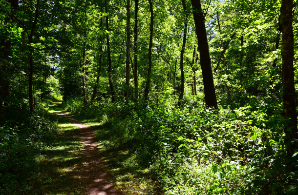 Naturschutzgebiet "Eller Forst"
