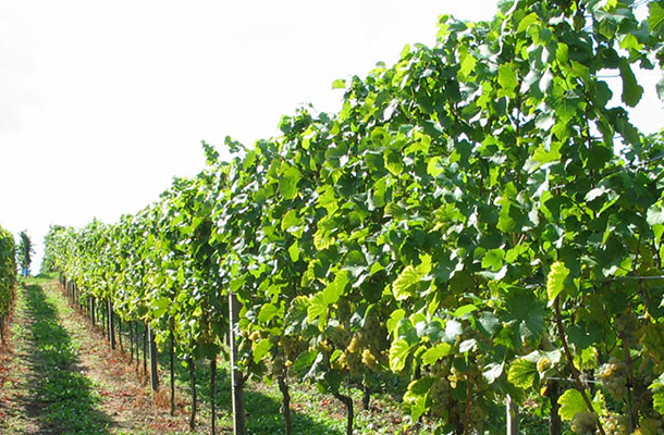 Zwei Reihen Weinreben