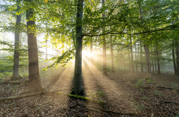 Wald Herbst picture alliance / Jan Eifert | Jan Eifert