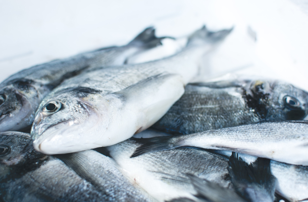 Fische_Fischsterben