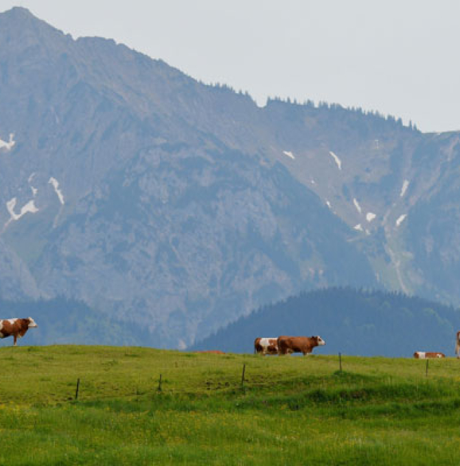 Foto von Wiese mit Tieren