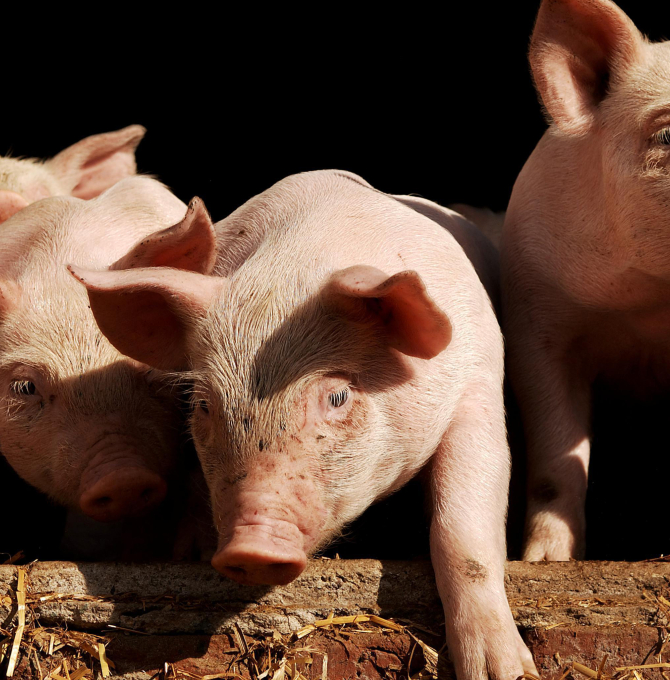 Ferkel, picture allianc/imegeBROKER