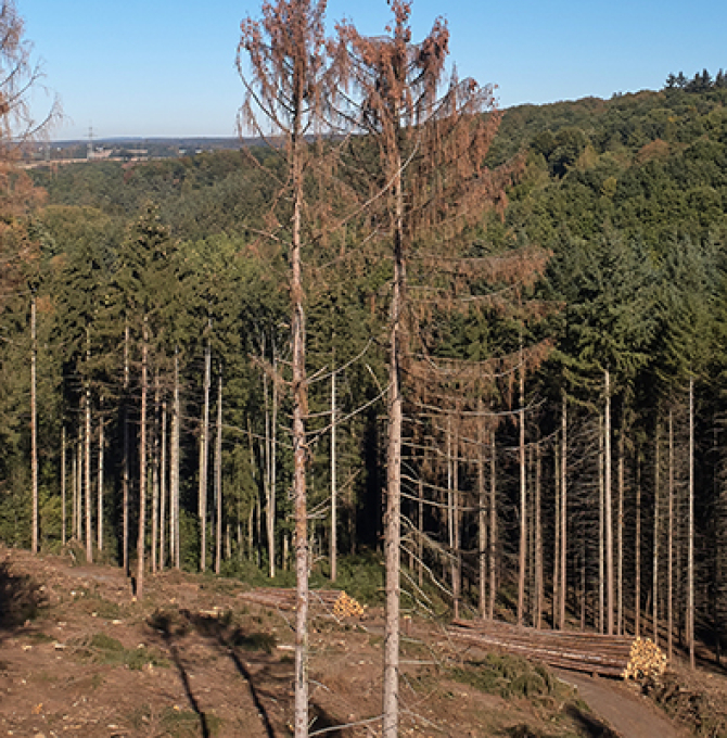 Trockenschäden im Wald