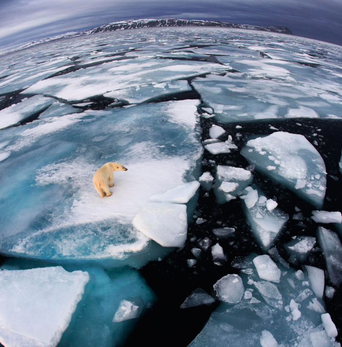 Eisbär auf Eisscholle