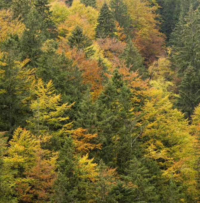Wald