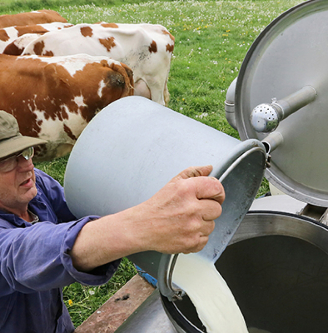 Bauer gießt gemolkene Milch in einen großen Kübel, im Hintergrund Kühe auf der Weide