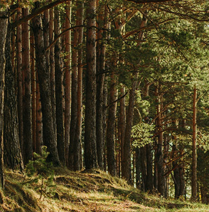 Wald