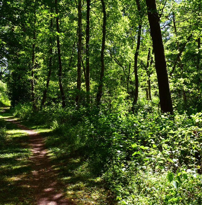 Naturschutzgebiet "Eller Forst"