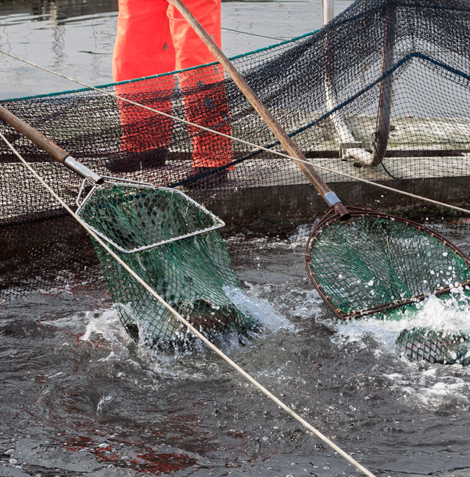 Nachhaltige Fischerei