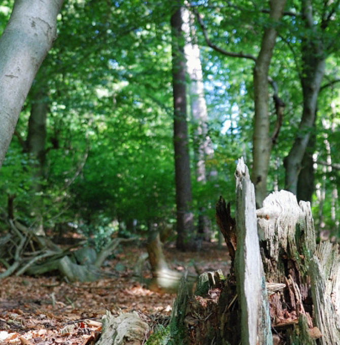 Wald