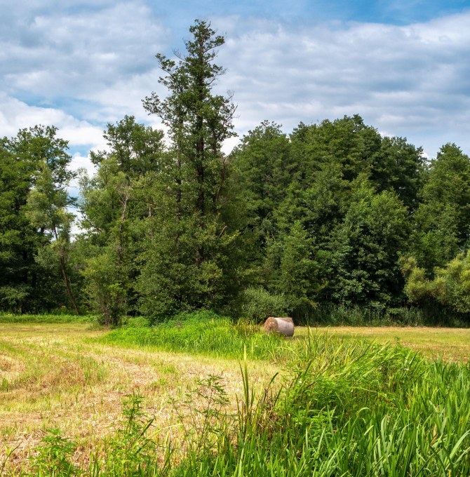 Albert Stegemann: „Mit diesem Antrag wollen wir die Schaffung und Bewirtschaftung von Agroforstsystemen erleichtern und bestehende Unklarheiten abbauen. Die Produktion von guten Nahrungsmitteln hat nach wie vor oberste Priorität, dennoch wissen wir, dass die Landwirtschaft gleichzeitig viel zu Umwelt- und Klimaschutz beitragen kann. Unsere Landwirtschaft erfüllt viele Funktionen. Die Agroforstwirtschaft, also die Kombination von Bäumen beziehungsweise Gehölzen mit Ackerbau oder Tierhaltung, kann je nach Sta