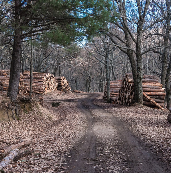 Holzstämme