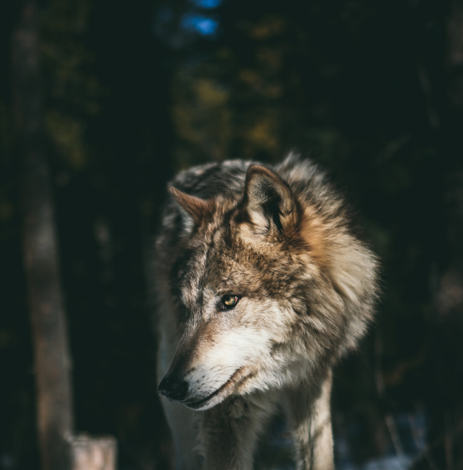 Wolf_zugeschnitten